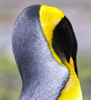 King Penguin Colors I copy.jpg