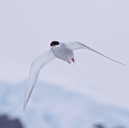 Antarctic Tern (1).jpg