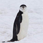 Chinstrap Penguin Stare.jpg