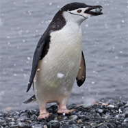 Chinstrap Penguin, Rockin' I.jpg