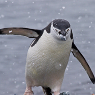 Chinstrap Penguin, Rockin' II.jpg