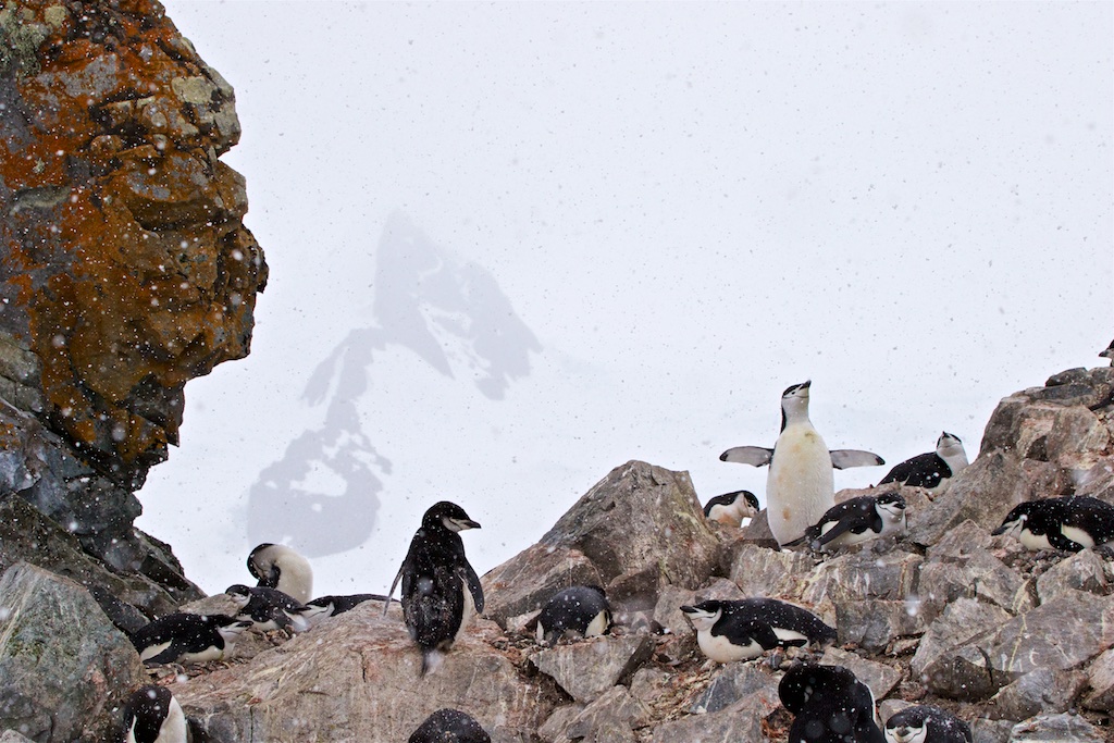Chinstrap Penguin Rookery