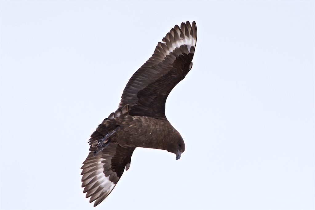 South Polar Skua Hovering for meal