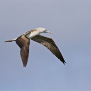 Blue-footed Booby Searching.jpg