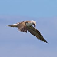 Blue-footed Booby Searching II.jpg