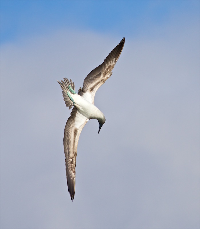 Blue-footed Booby in Dive