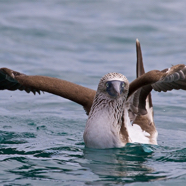 Blue-footed Booby Stretching.jpg