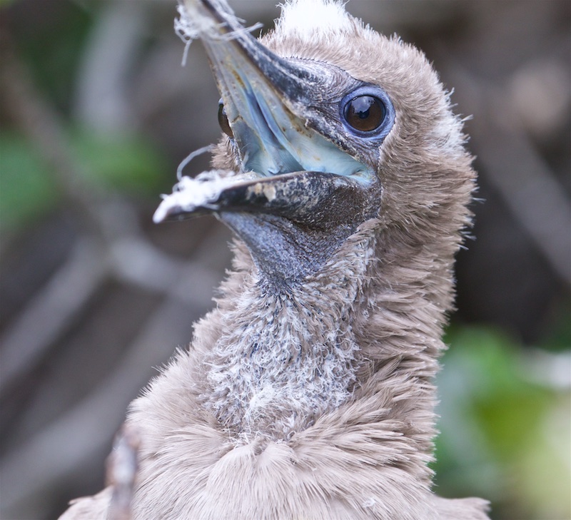 Red-footed Booby Nestling