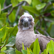 Red Footed Booby Nestling I.jpg