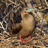 Red-footed Booby Nest.jpg