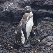 Galápagos Penguin (1).jpg