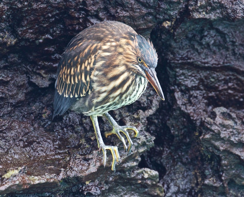 Lava Heron also known as Striated Heron