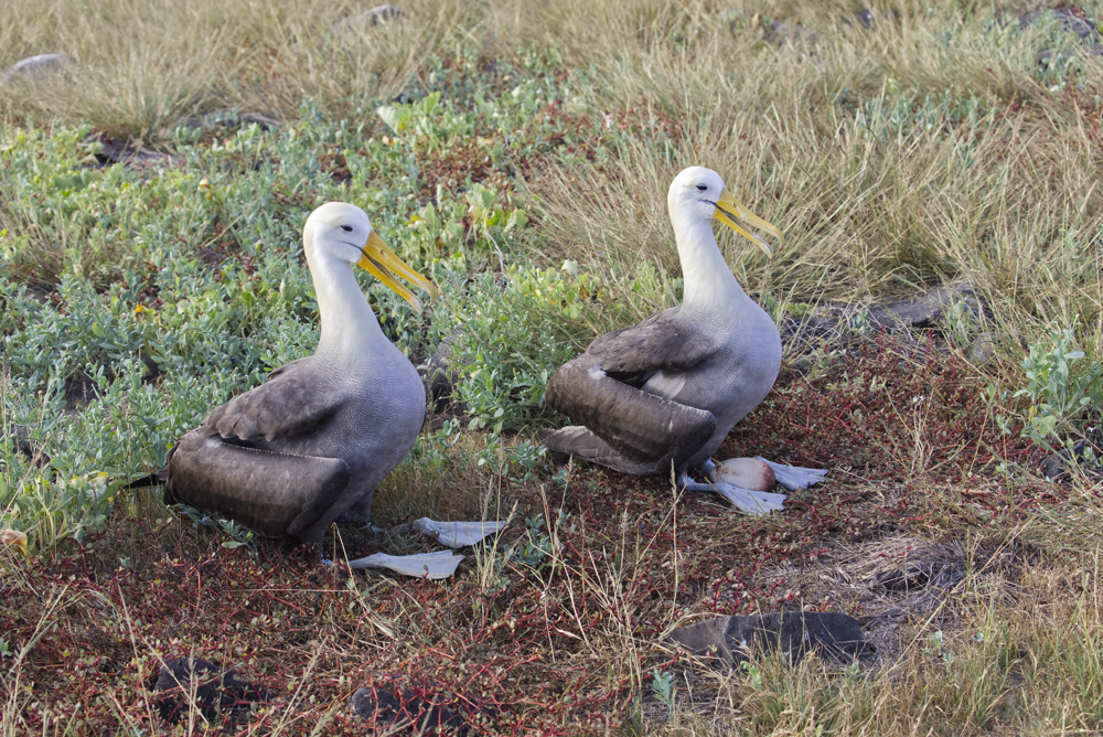 Waved Albatross, Critically Endangered