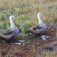 Waved Albatross, new egg.jpg