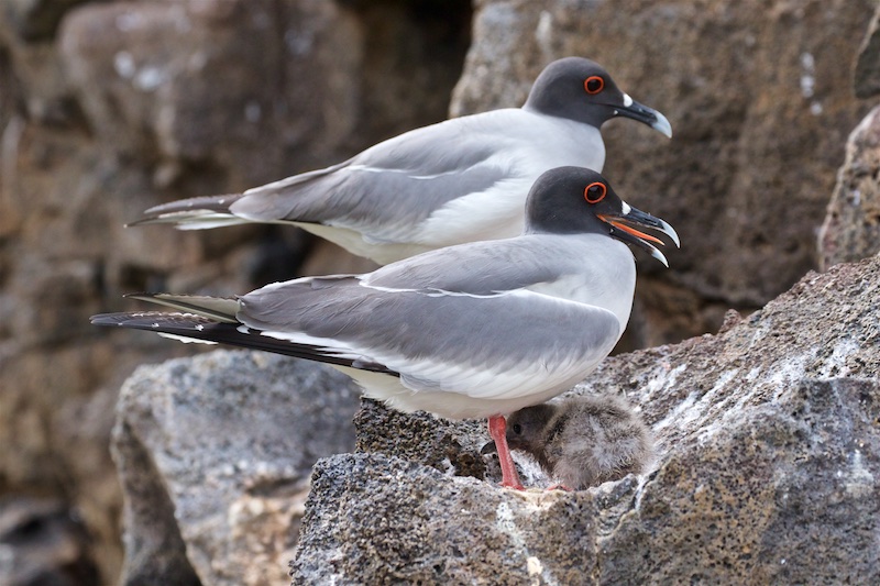 Swallow-tailed Gull Family