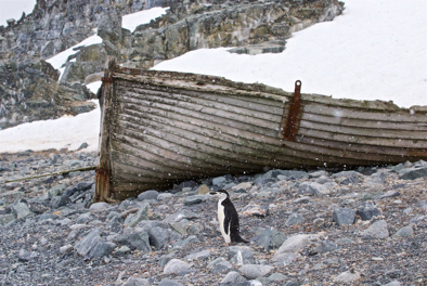 Chinstrap Penguin and Whaler II.jpg