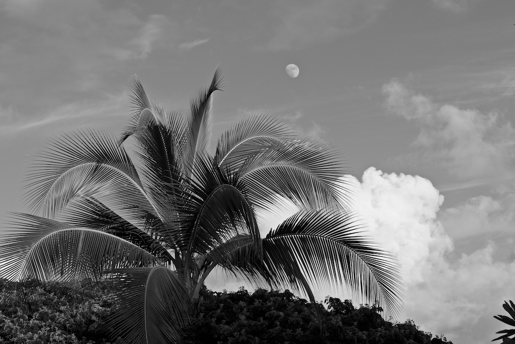 Palm and Moon Maui B/W