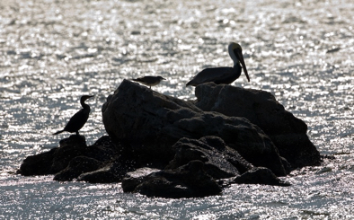 Three Birds on a Rock.jpg