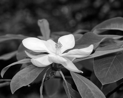 Magnolia Sweet Bay.jpg