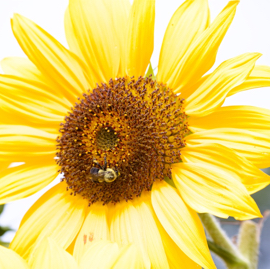 Bumblebee on Sunflower.jpg