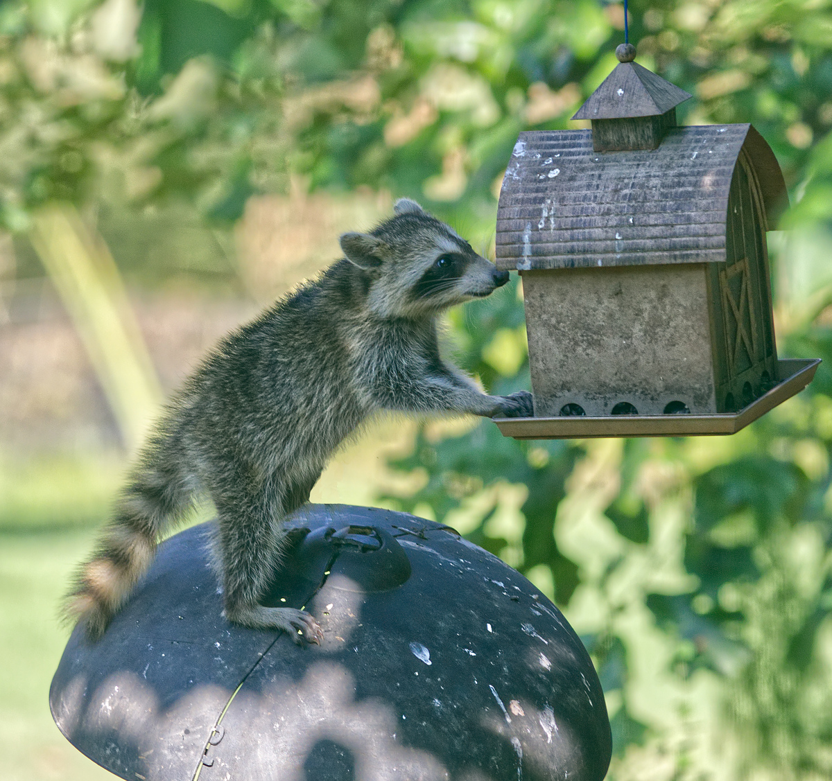 Racoon at Feeder (edited)