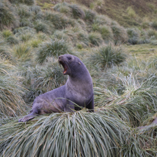 Antarctic Fur Seal Pup-I'm Here.jpg