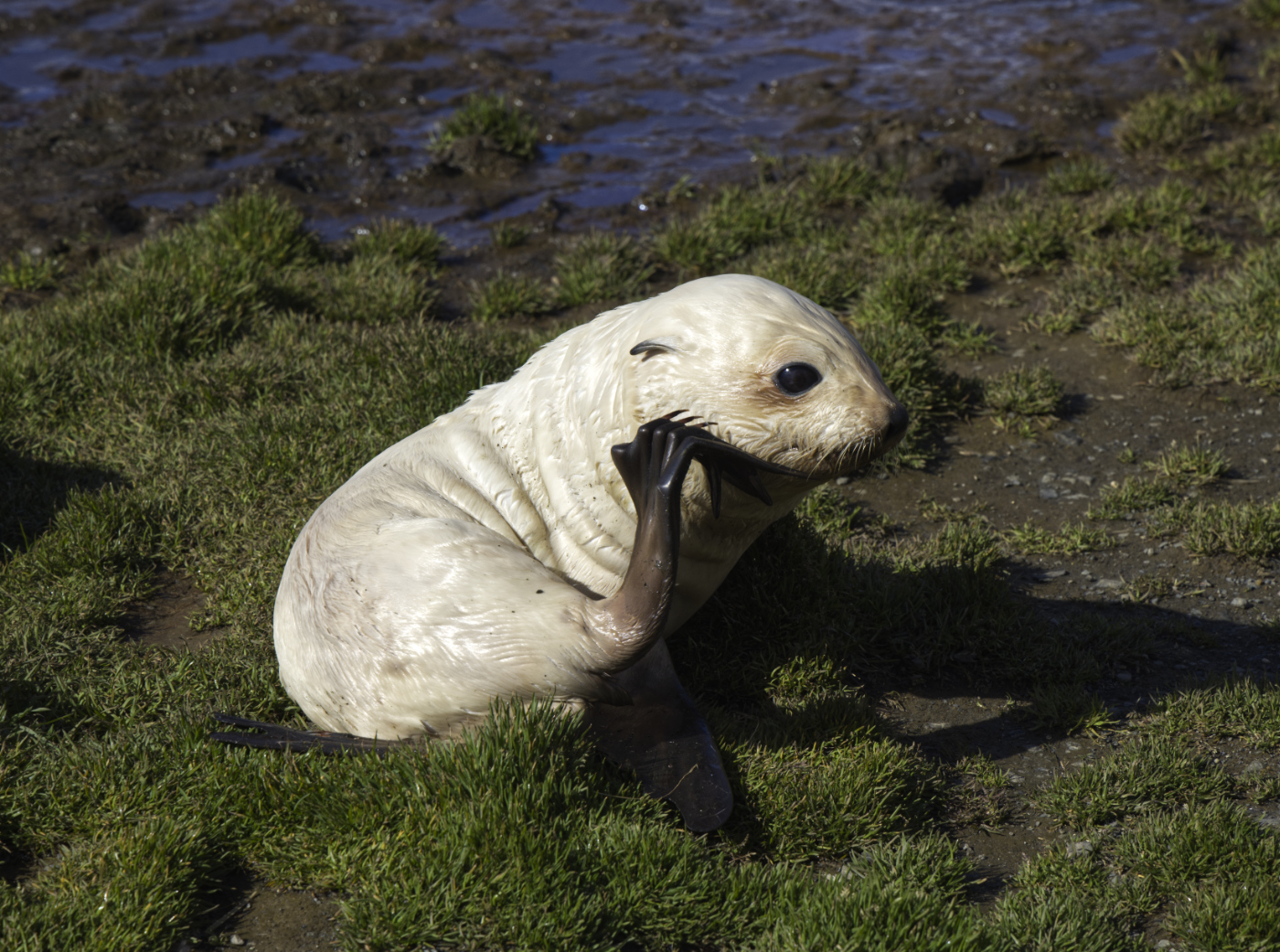 Antarctic Fur Seal Pup, Blonde