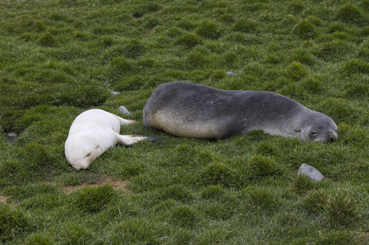 Antarctic Fur seals Mom and Blonde