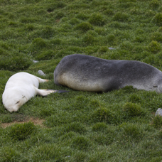 Antarctic Fur Seal Mom & Blonde.jpg