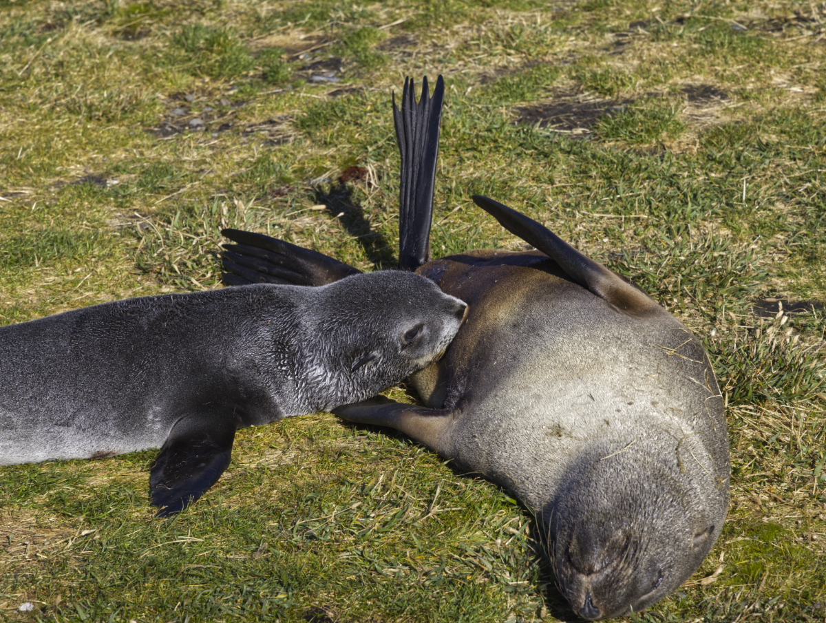Antarctic Fur Seal Pup Nursing