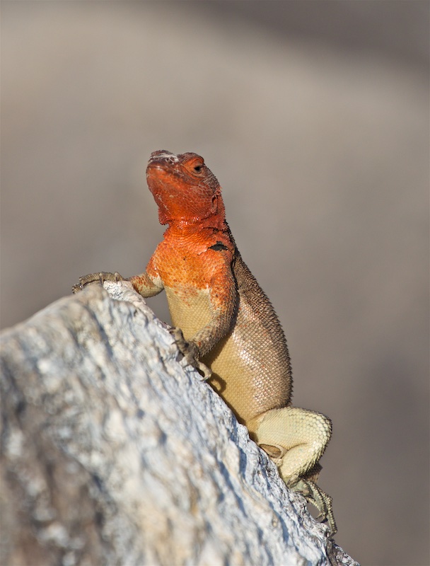 Galápagos Lava Lizard
