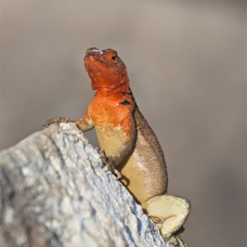 Galápagos Lava Lizard II.jpg
