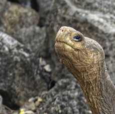 Galápagos Tortoise.jpg