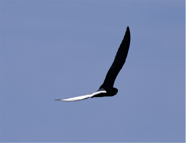 Tern Adjusted Black smaller.jpeg