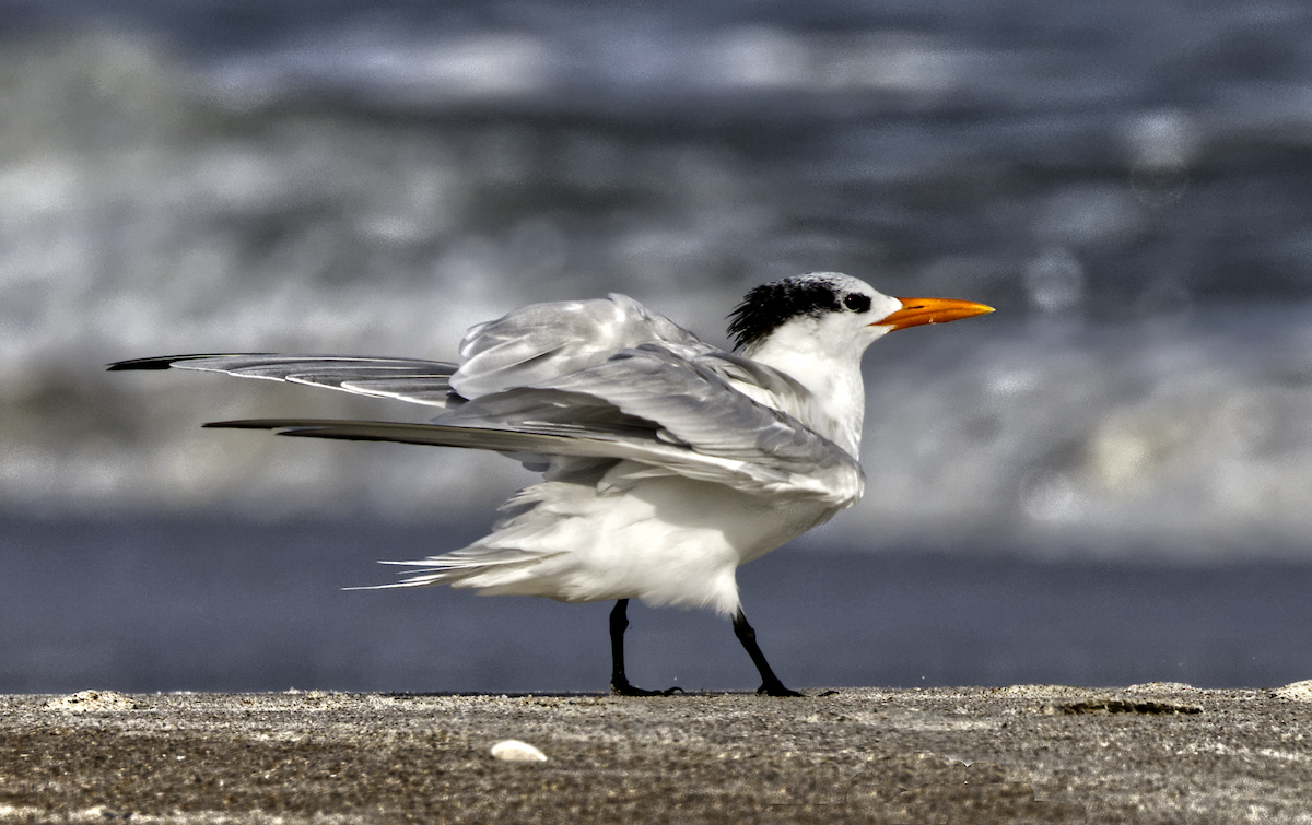 Royal Tern Fort Clinch State Park