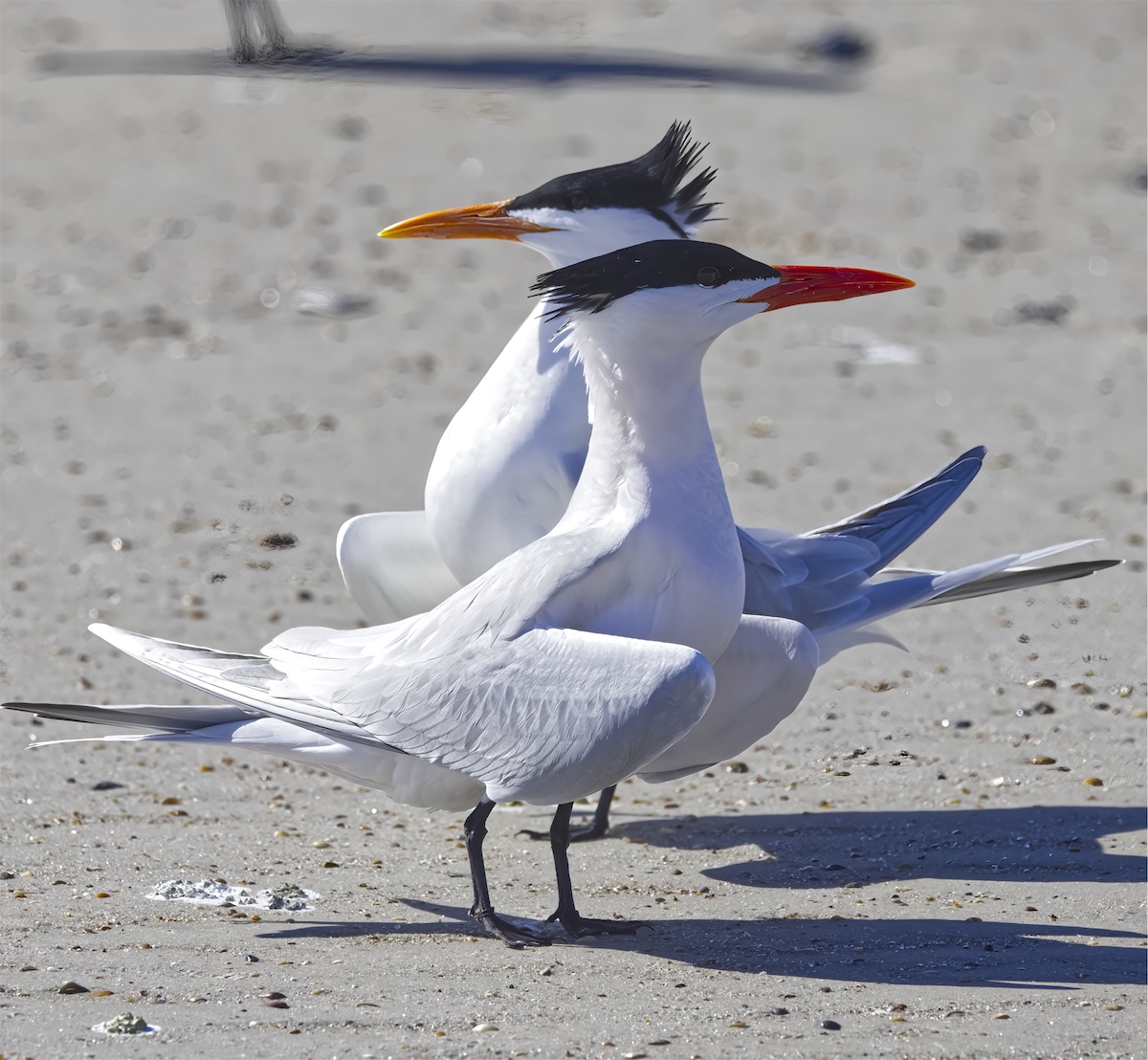 Royal Tern Fort Mating Dance