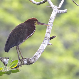 Tiger Heron Rufescent III.jpg
