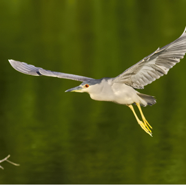 Black-crowned Night Heron in Flight II.jpg