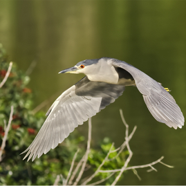 Black-crowned Night Heron in Flight.jpg
