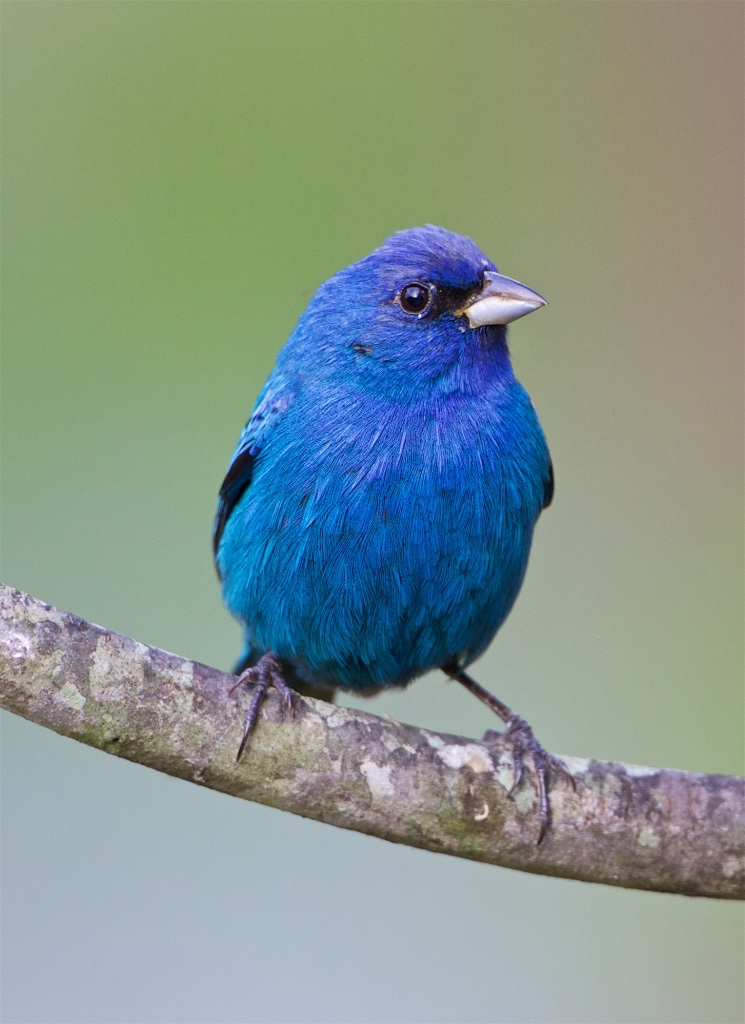 Indigo Bunting