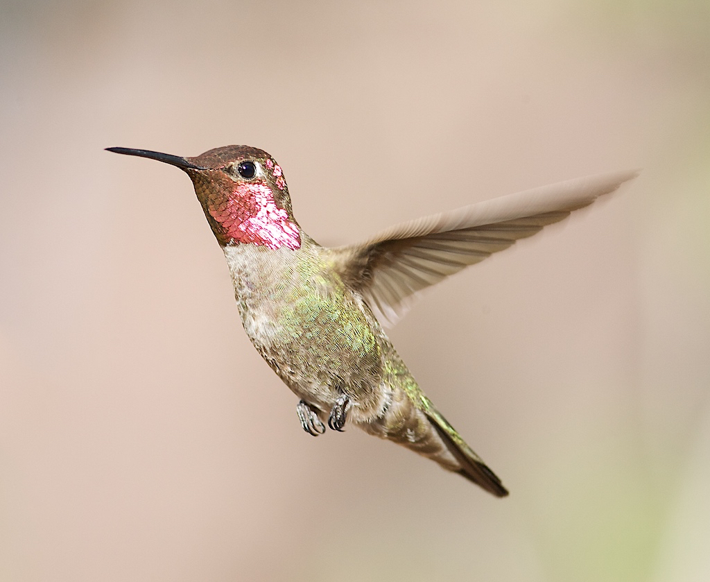 Annas Hummingbird