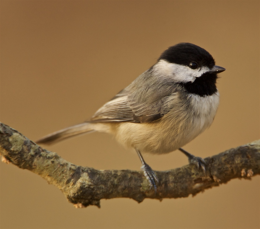 Carolina Chickadee