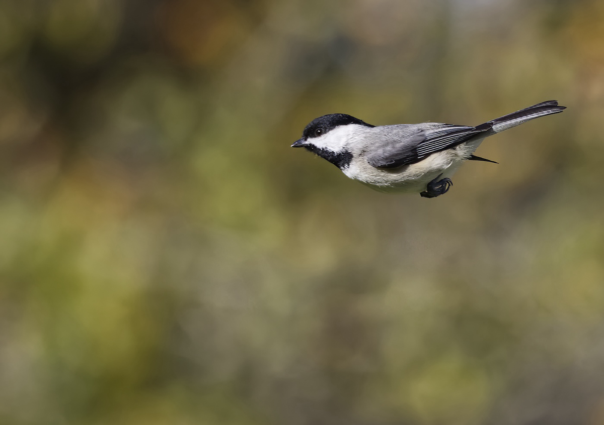 Carolina Chickadee  in flight