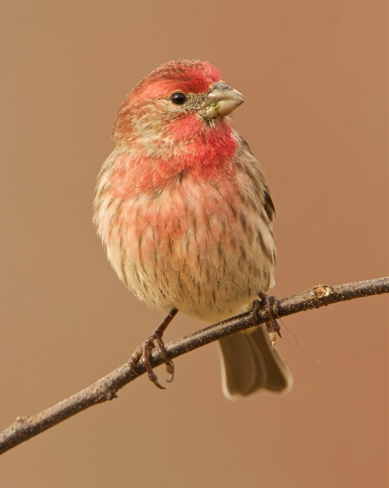 House Finch m