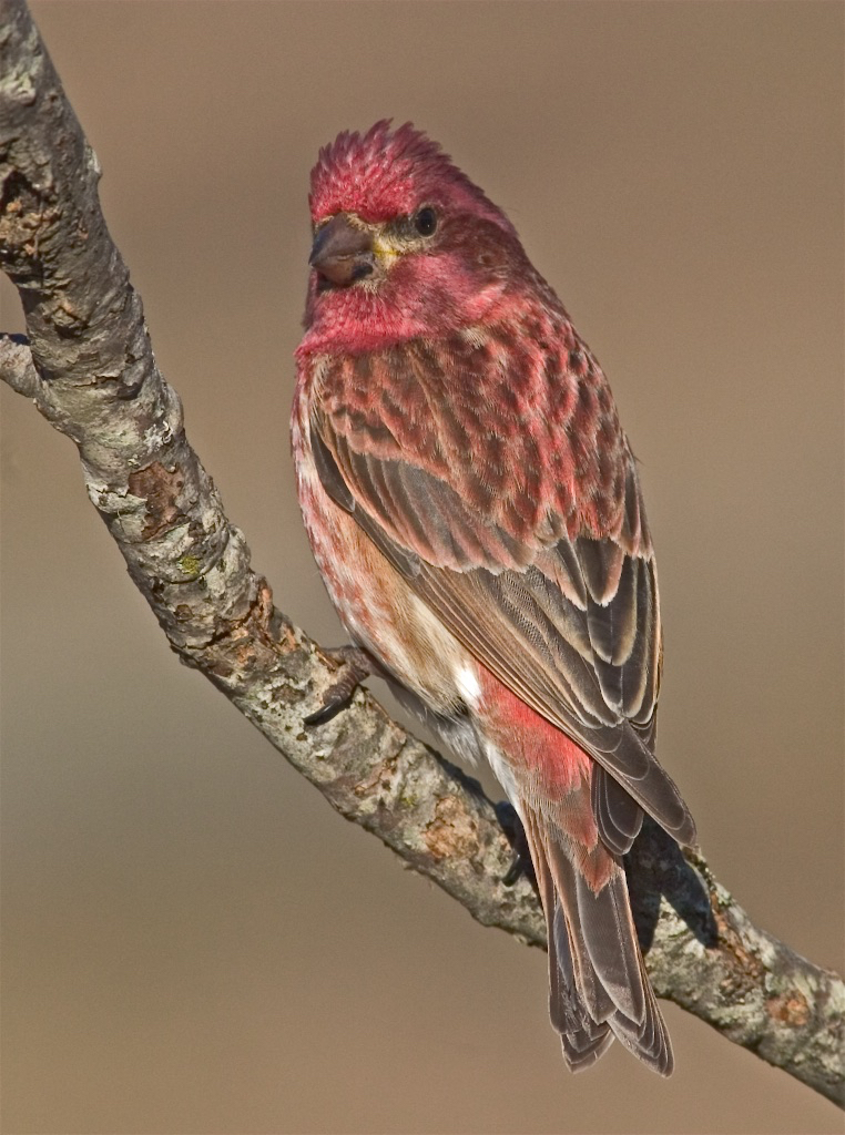 Purple Finch   