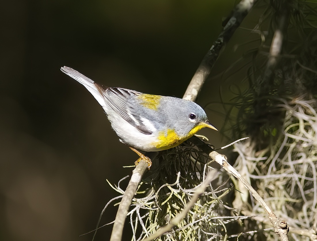 Northern Parula