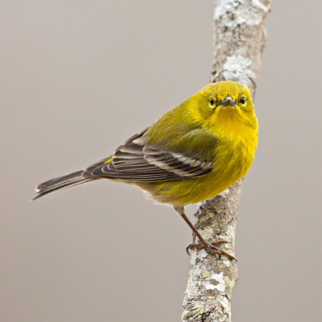 Pine Warbler face off