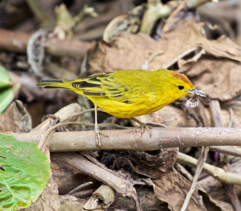 Yellow Warbler, Gal&aacute;pagos 2018