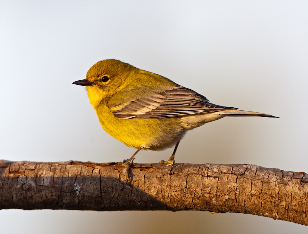 Pine Warbler