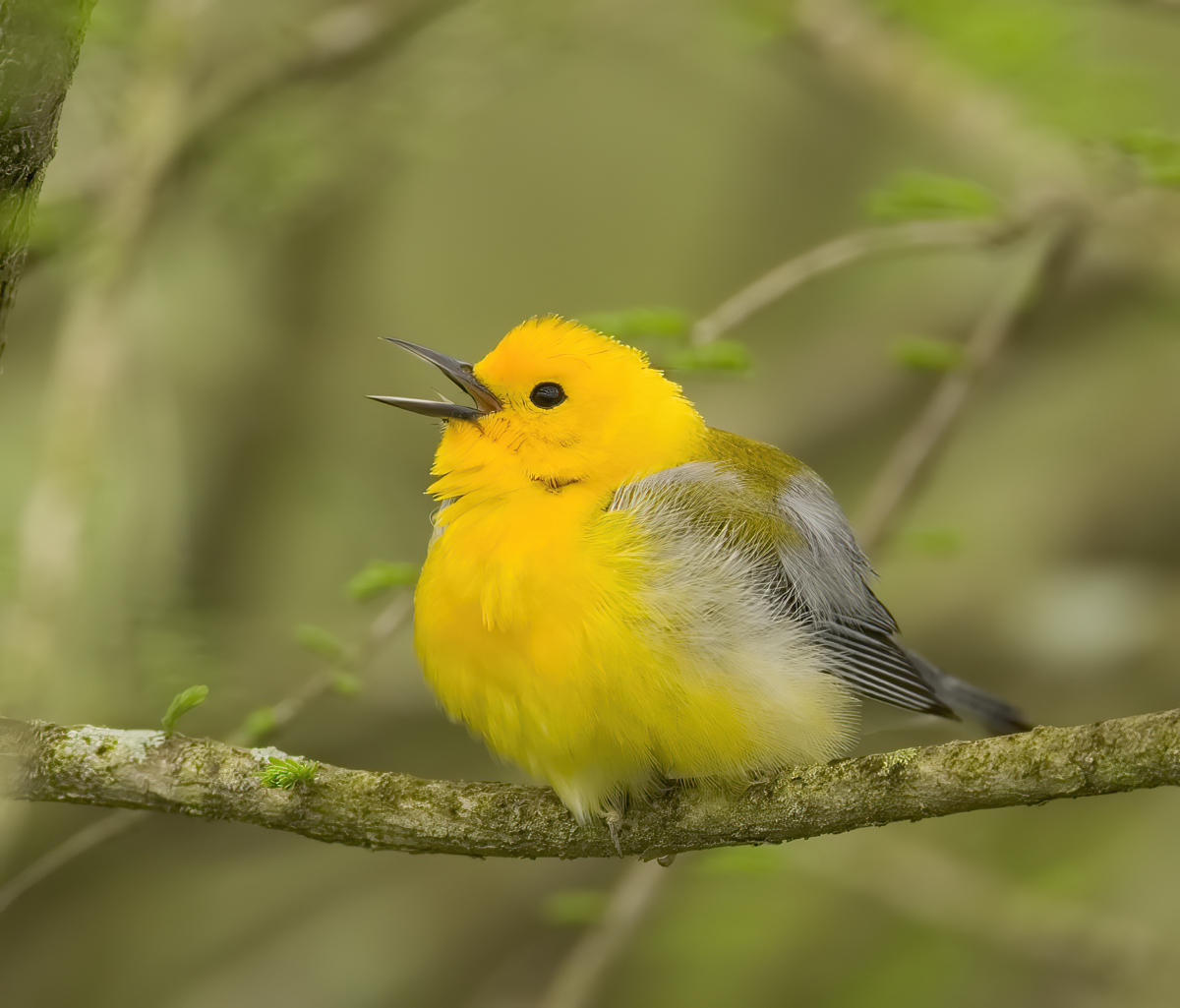 Prothonotary Warbler 